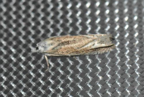 Eucosma albidulana